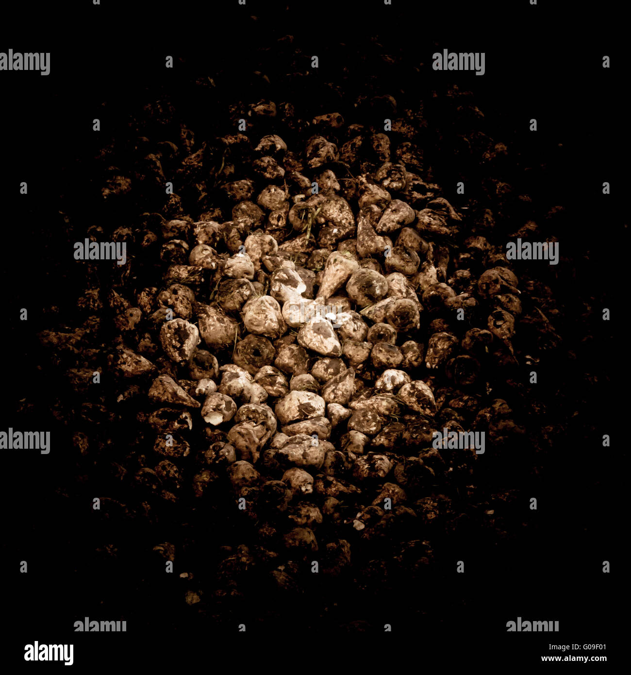 sugar beet harvest Stock Photo