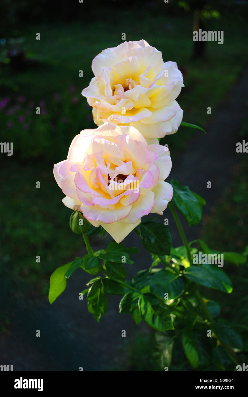 Smell Pink Roses Smell roses two hi-res stock photography and images - Alamy
