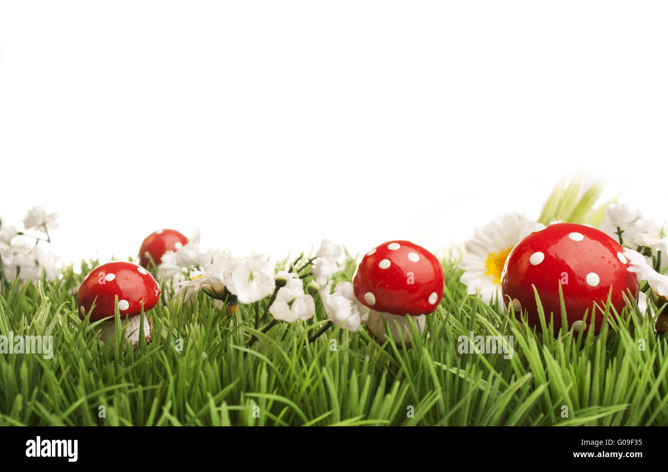 Meadow with daisies and fungus, white background Stock Photo