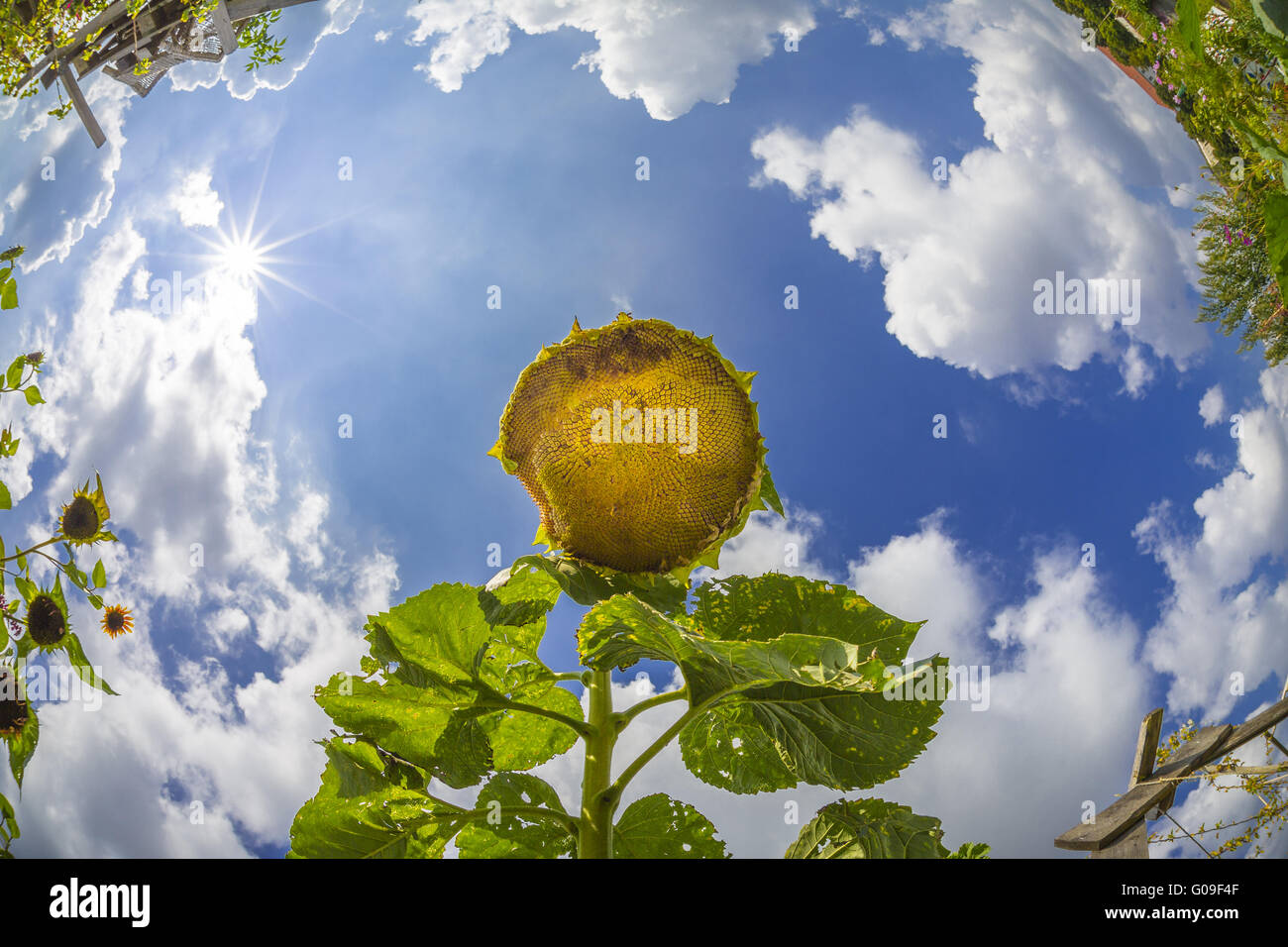 old sunflower in a garden, shoot with a fish eye Stock Photo