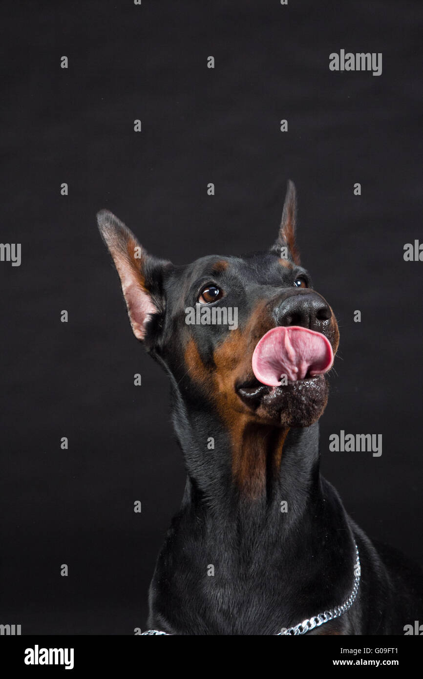 Guard dog doberman pinscher standing hi-res stock photography and images -  Alamy