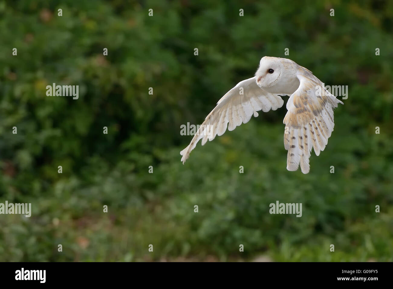 white barn owl Stock Photo