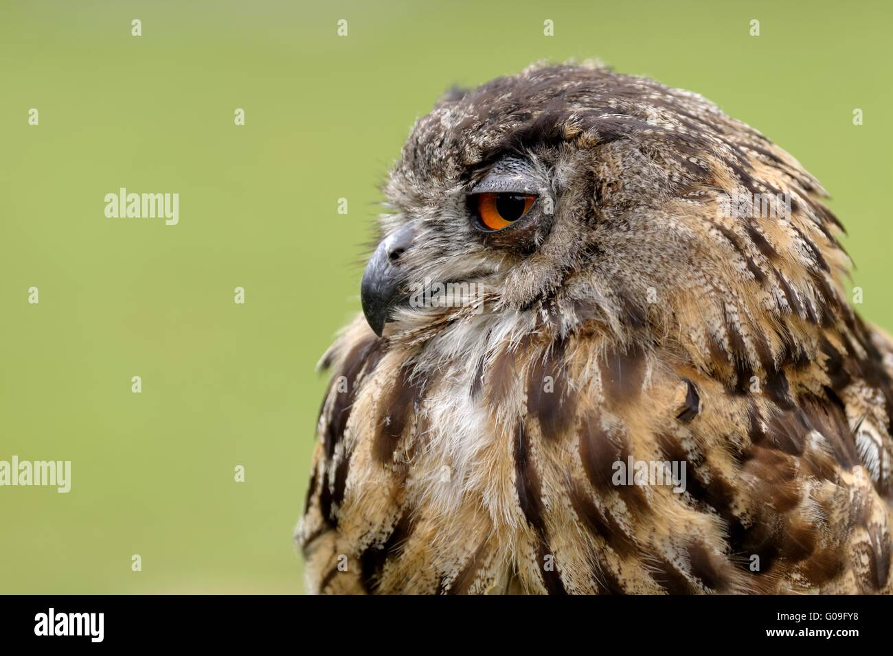 eurasian eagle-owl Stock Photo