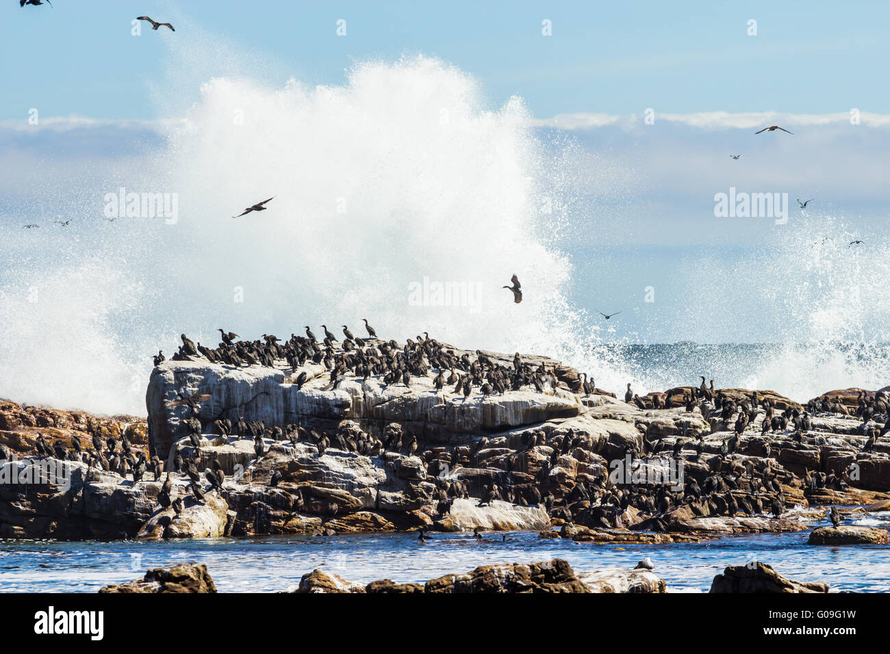Birds sitting on rock Stock Photo