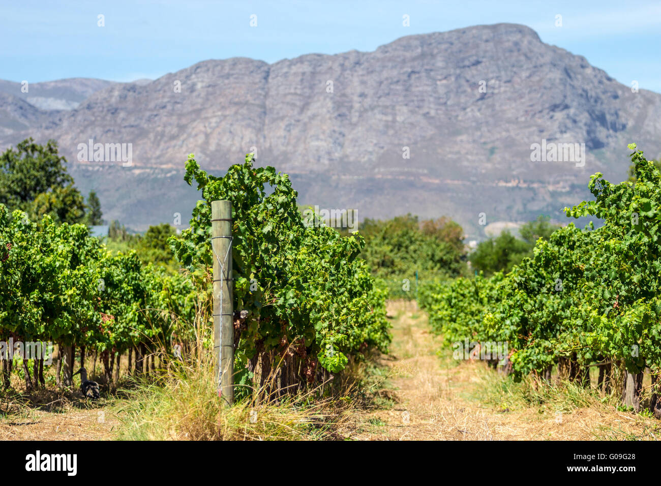 South Africa vineyard Stock Photo Alamy