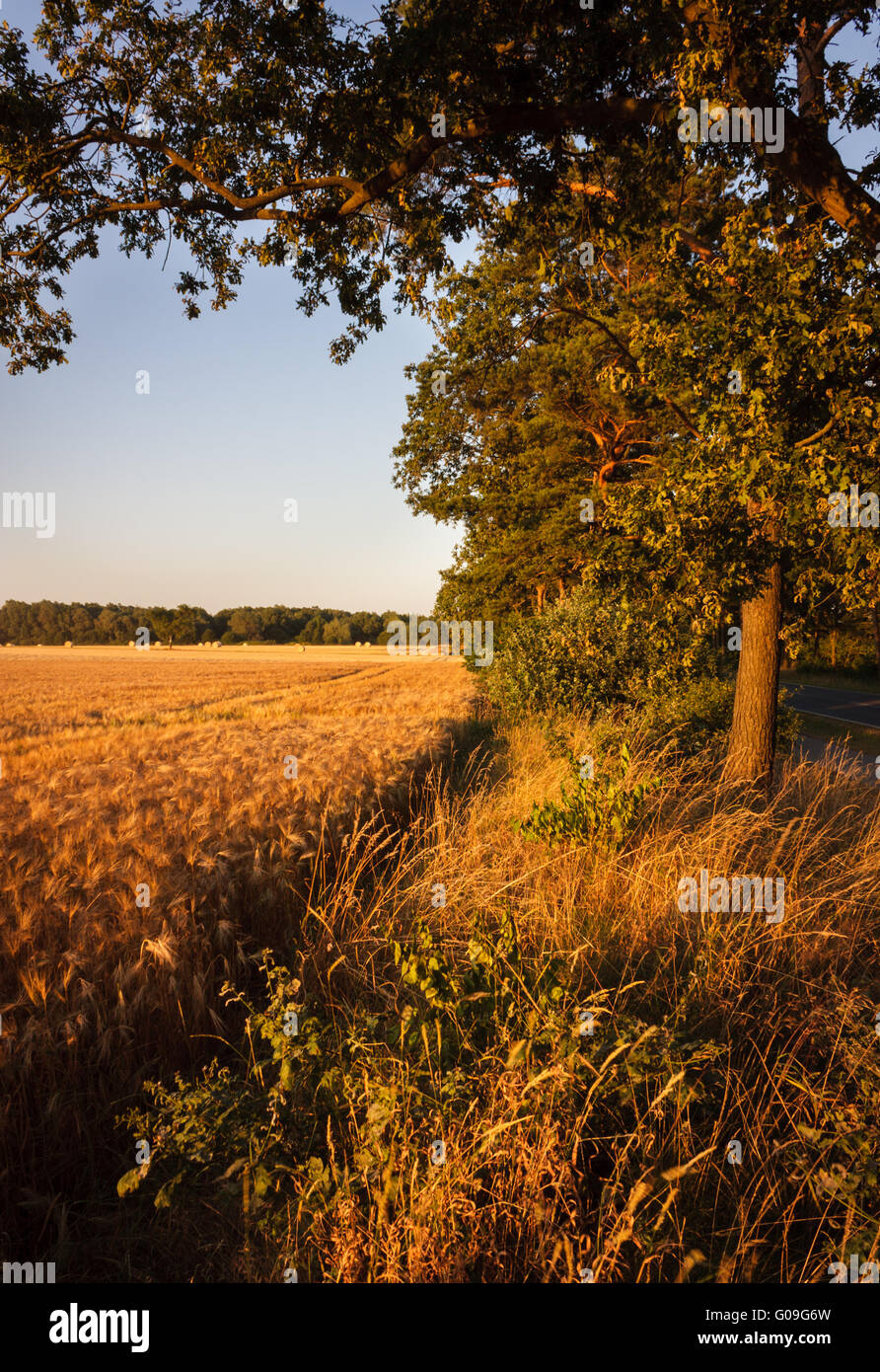 Trees at a field Stock Photo