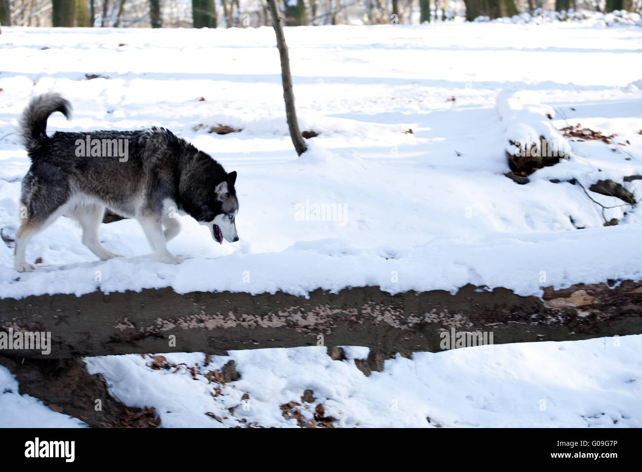 Crossbreed Huskey Malamut in the snow sniffing Stock Photo