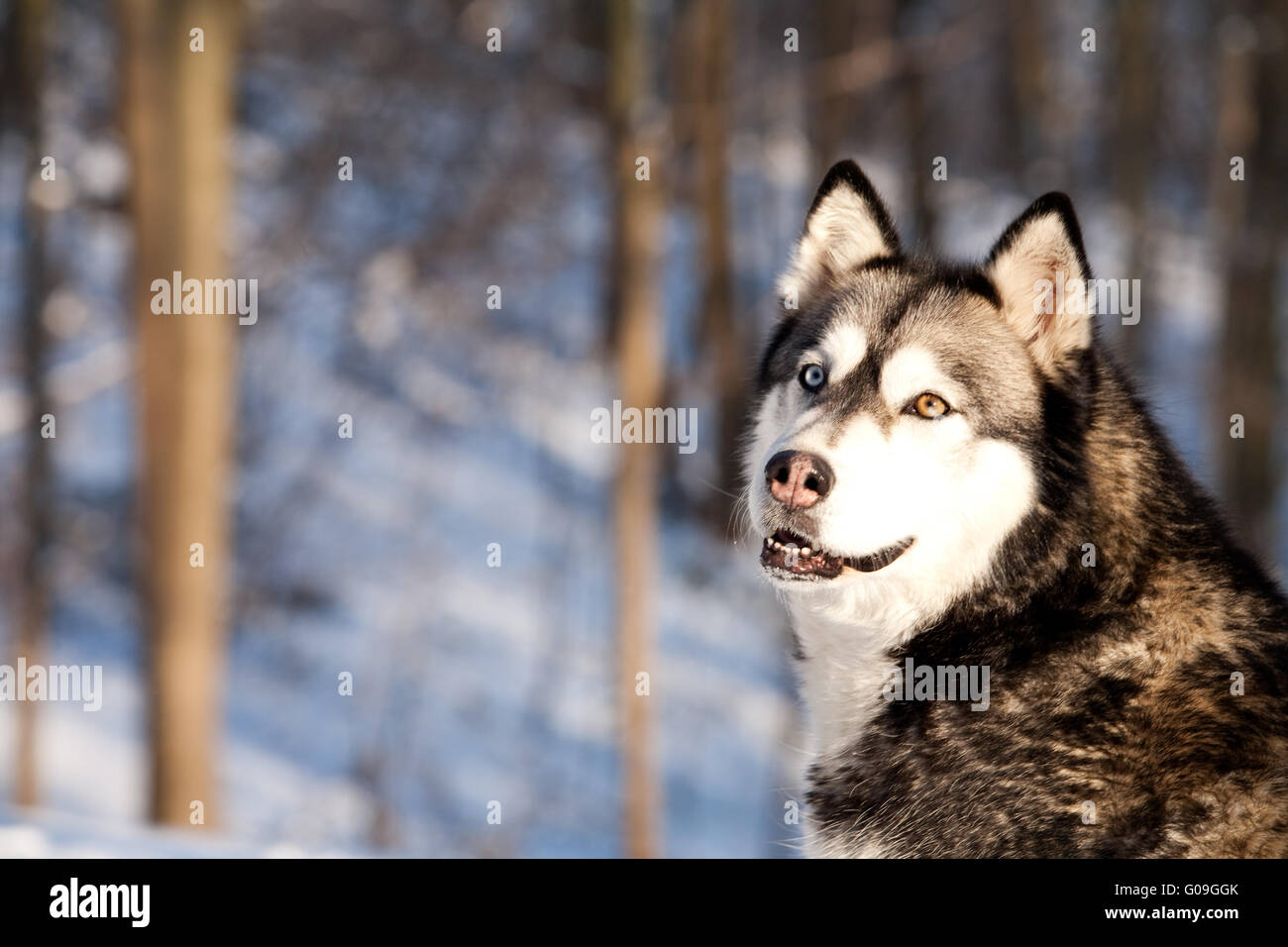 Crossbreed Huskey Malamut in the snow looking behind Stock Photo