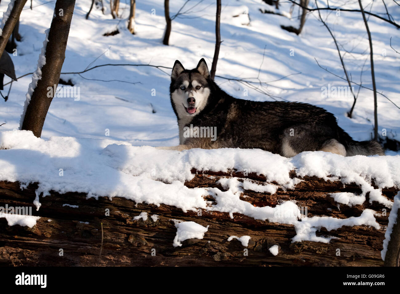 Crossbreed Huskey Malamut in the snow on a fallen tree Stock Photo