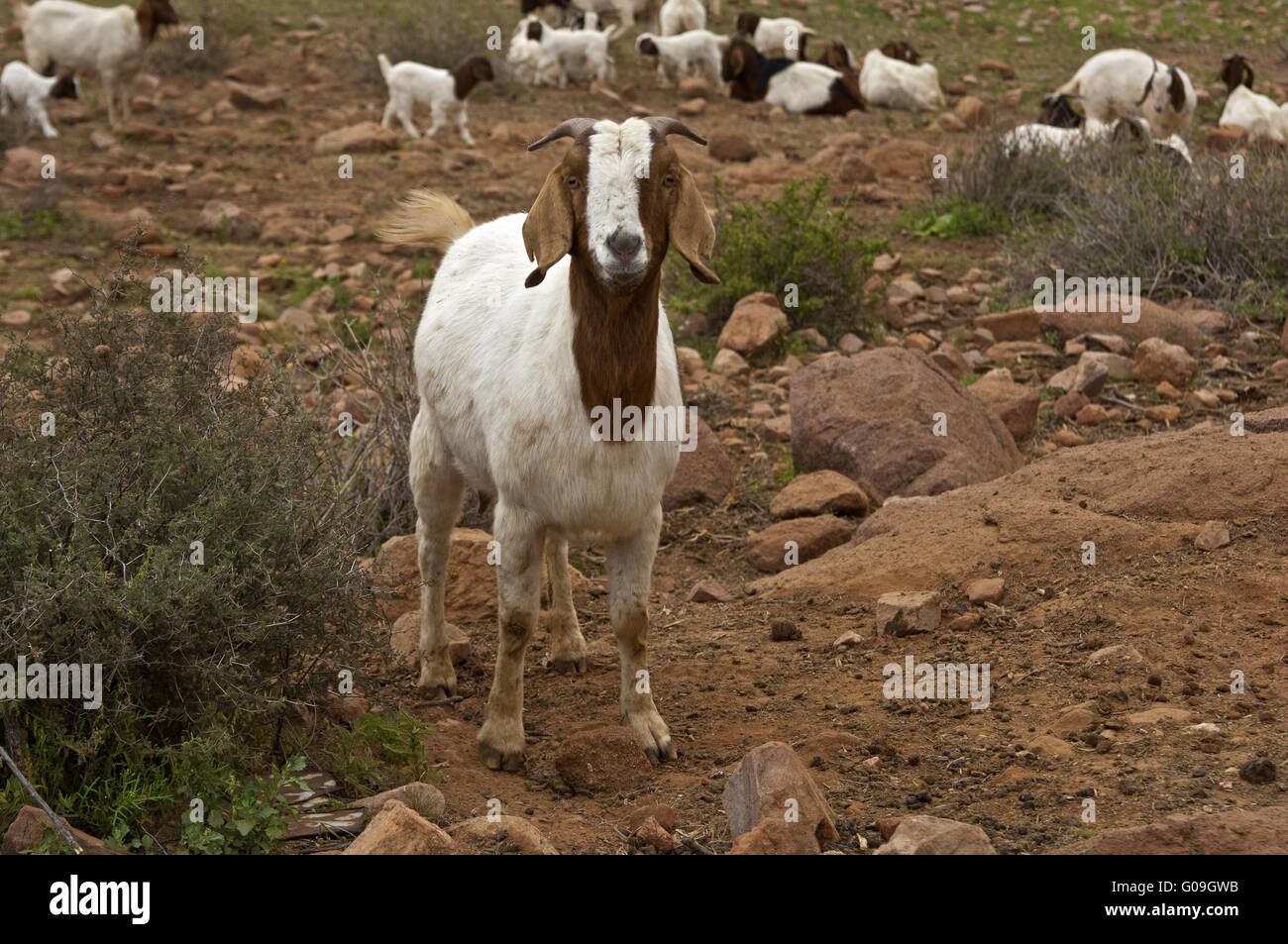 Boer goats Stock Photo