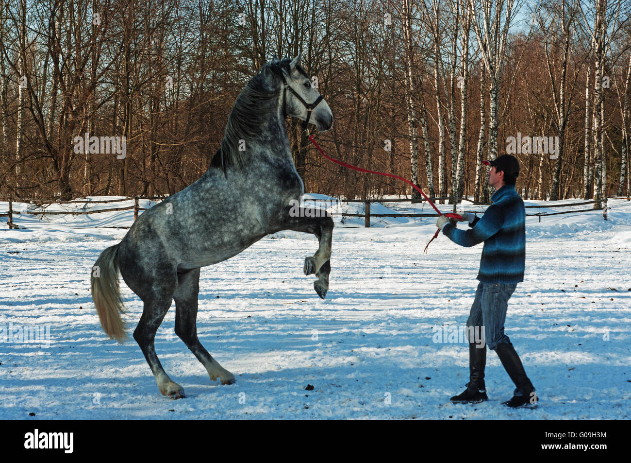 Dressage horse winter hi-res stock photography and images - Alamy