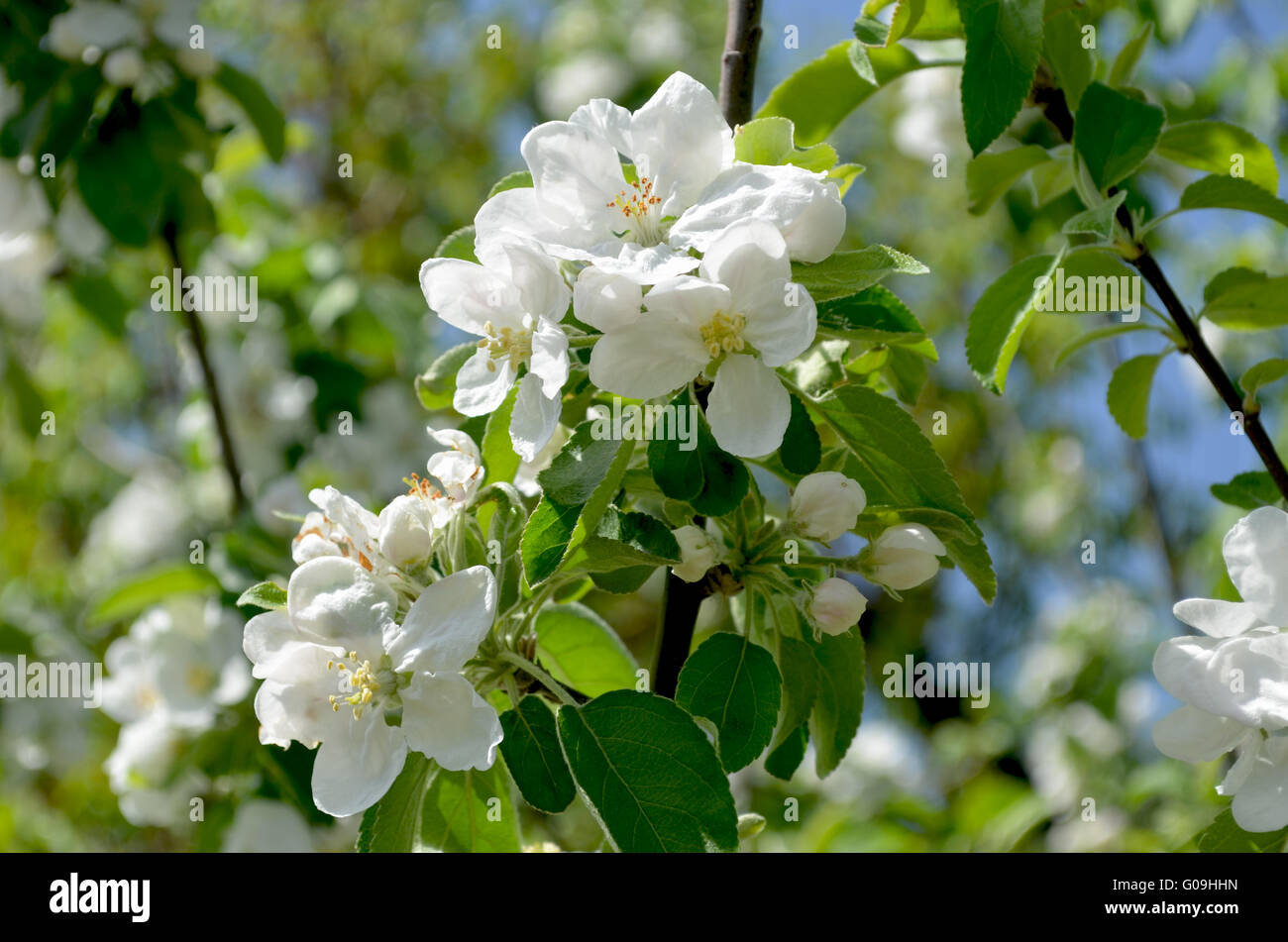 Flowering of pear tree in spring Stock Photo