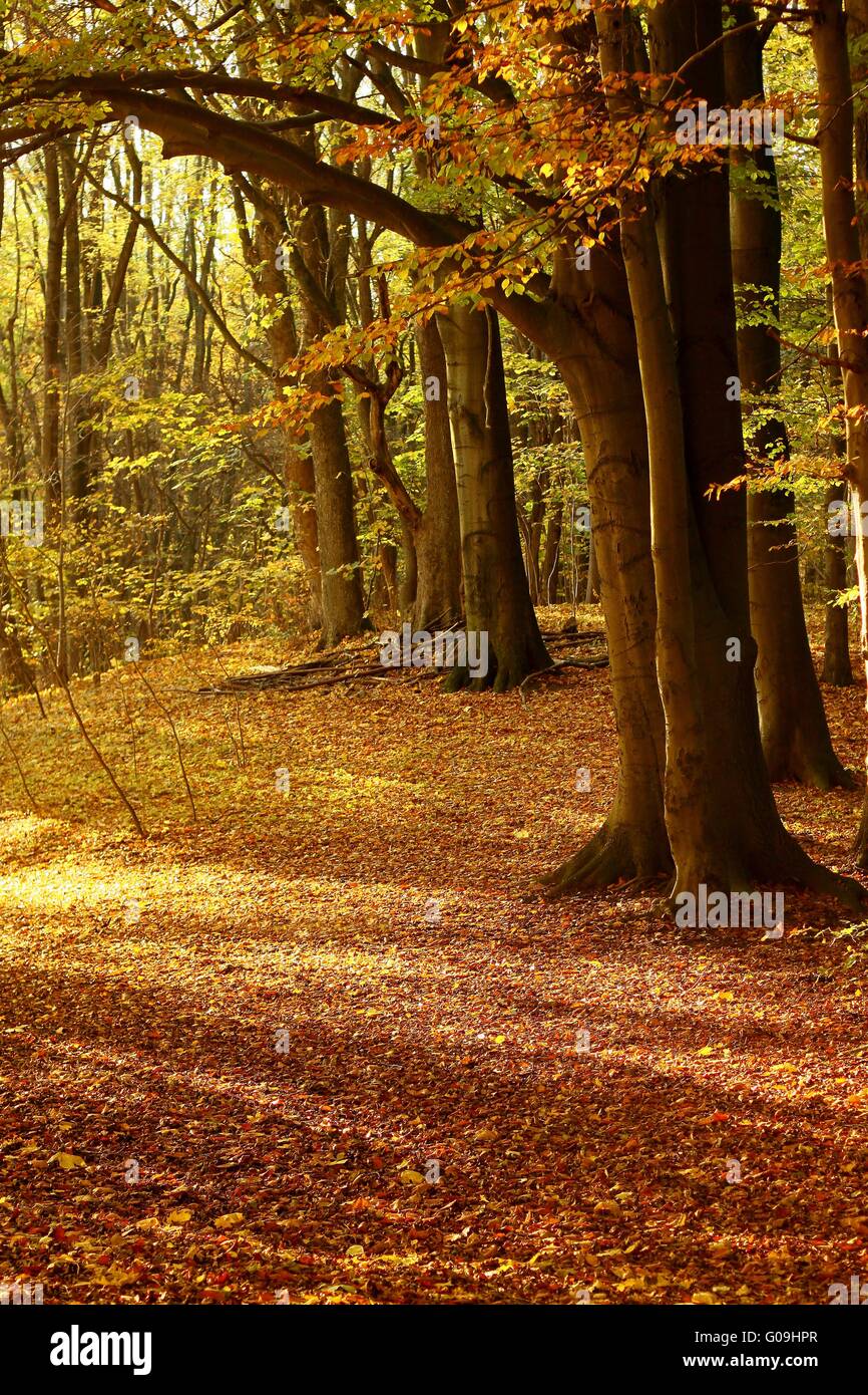 Forest in autumn Stock Photo