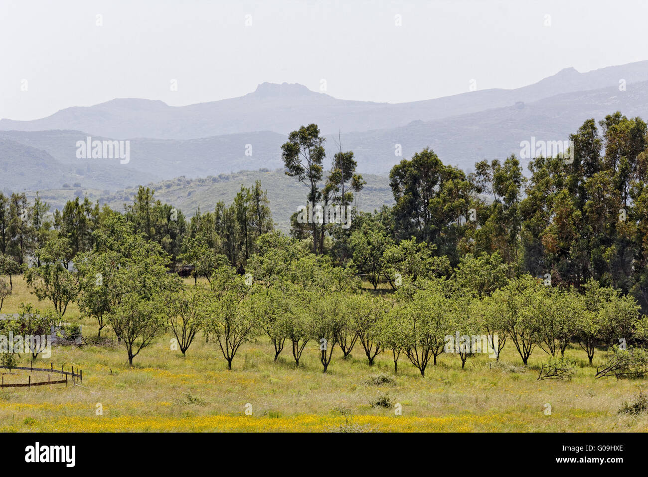 Landscape nearby Oletta, Nebbio region, Corsica Stock Photo