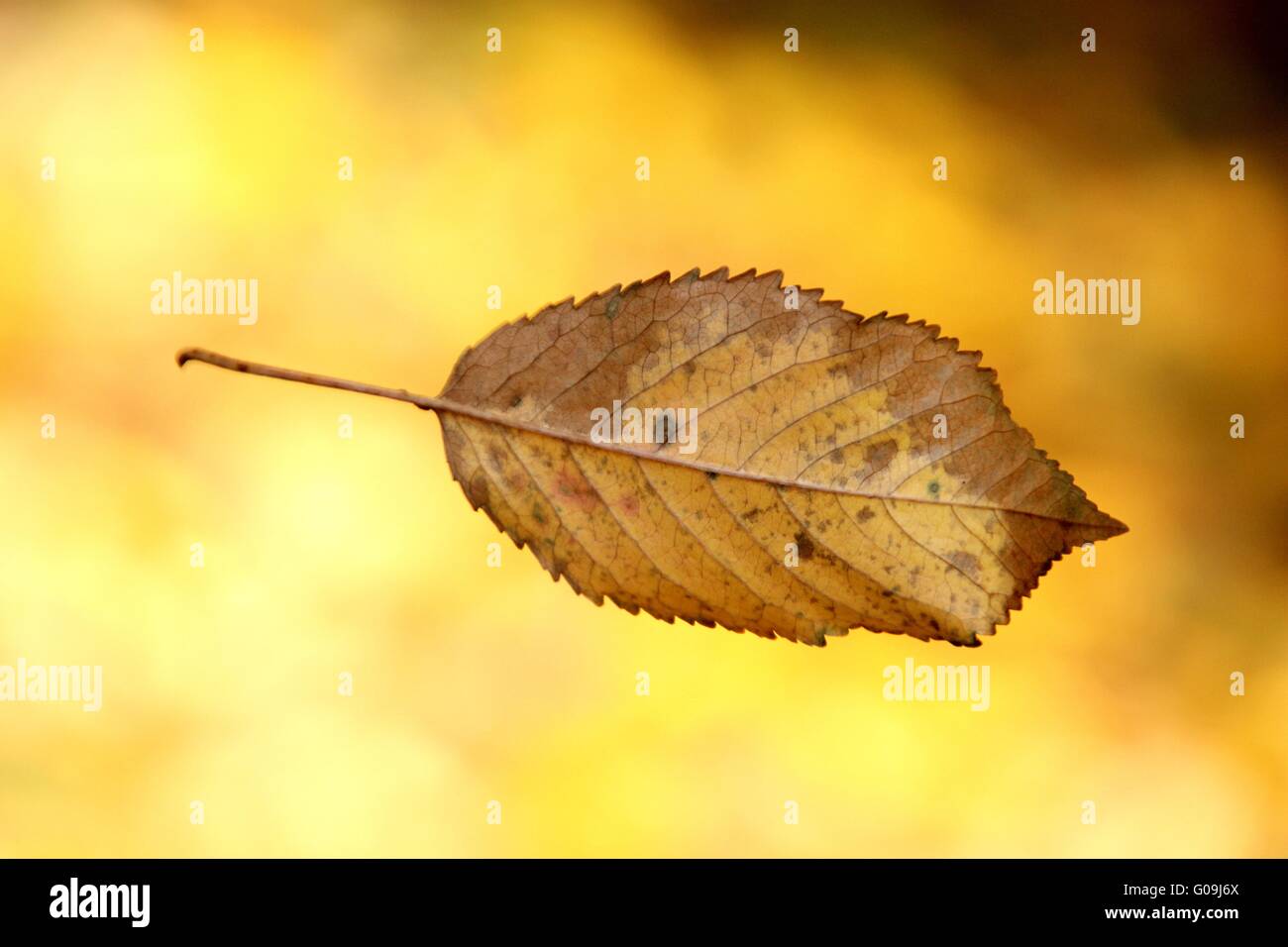Falling leaf in autumn Stock Photo