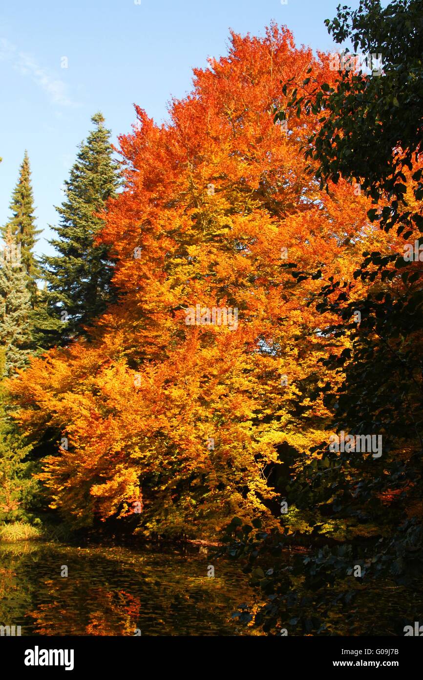 Tree in autumn Stock Photo