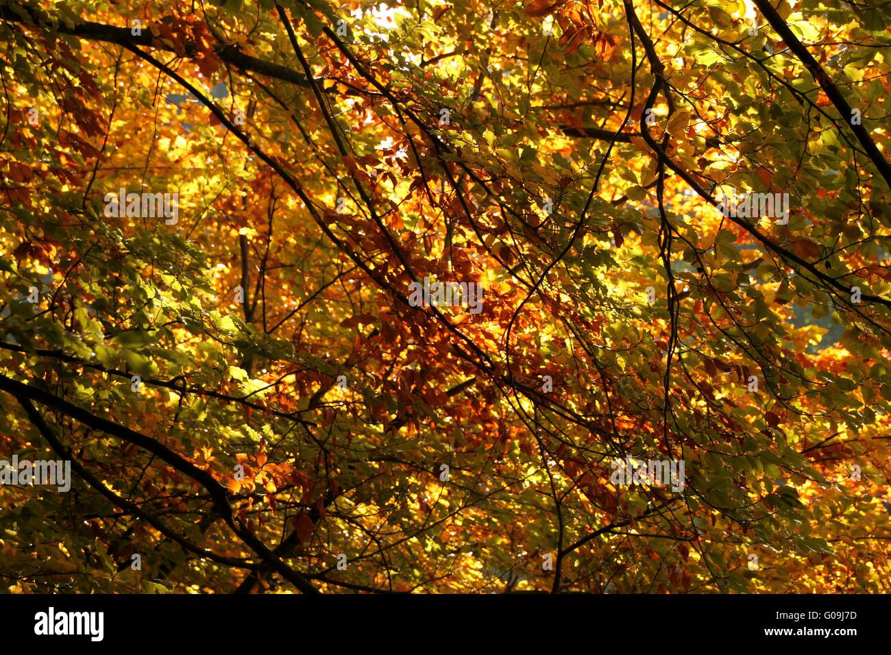 Branches in autumn Stock Photo