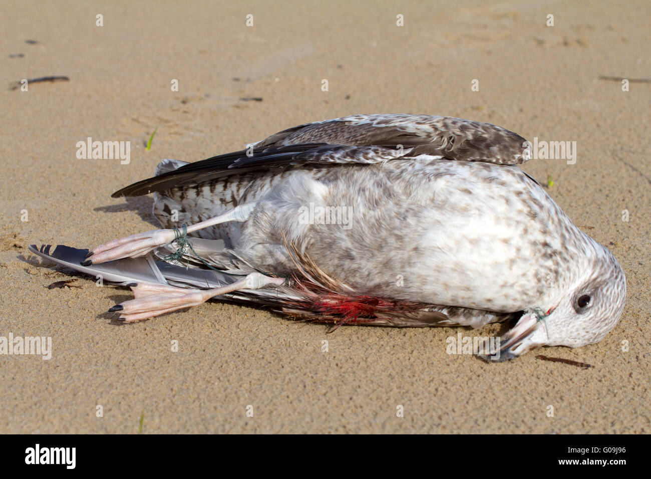seagull dies in a trap from the thrown line Stock Photo