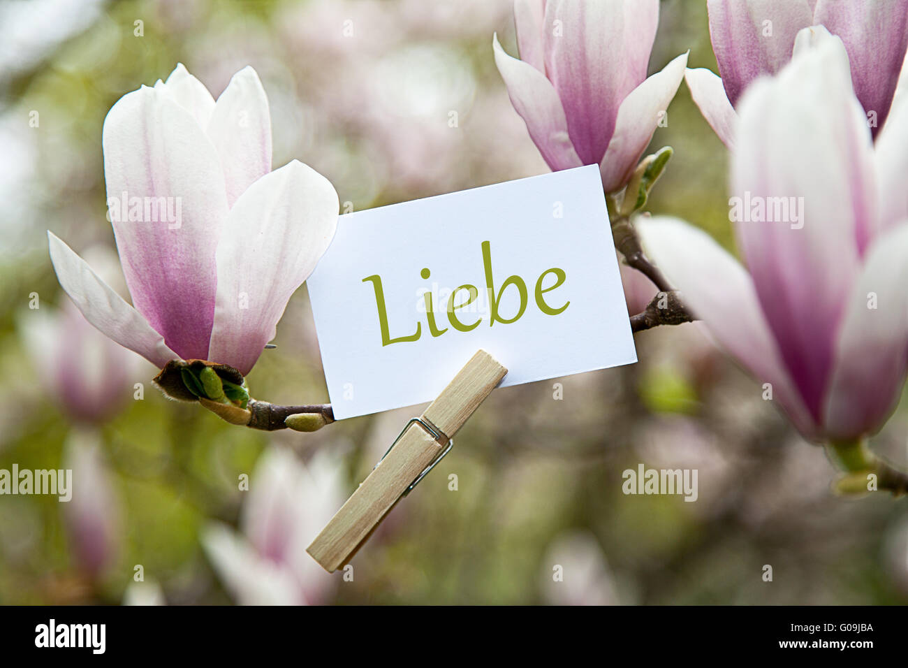Liebe attached to a blossoming magnolia tree Stock Photo