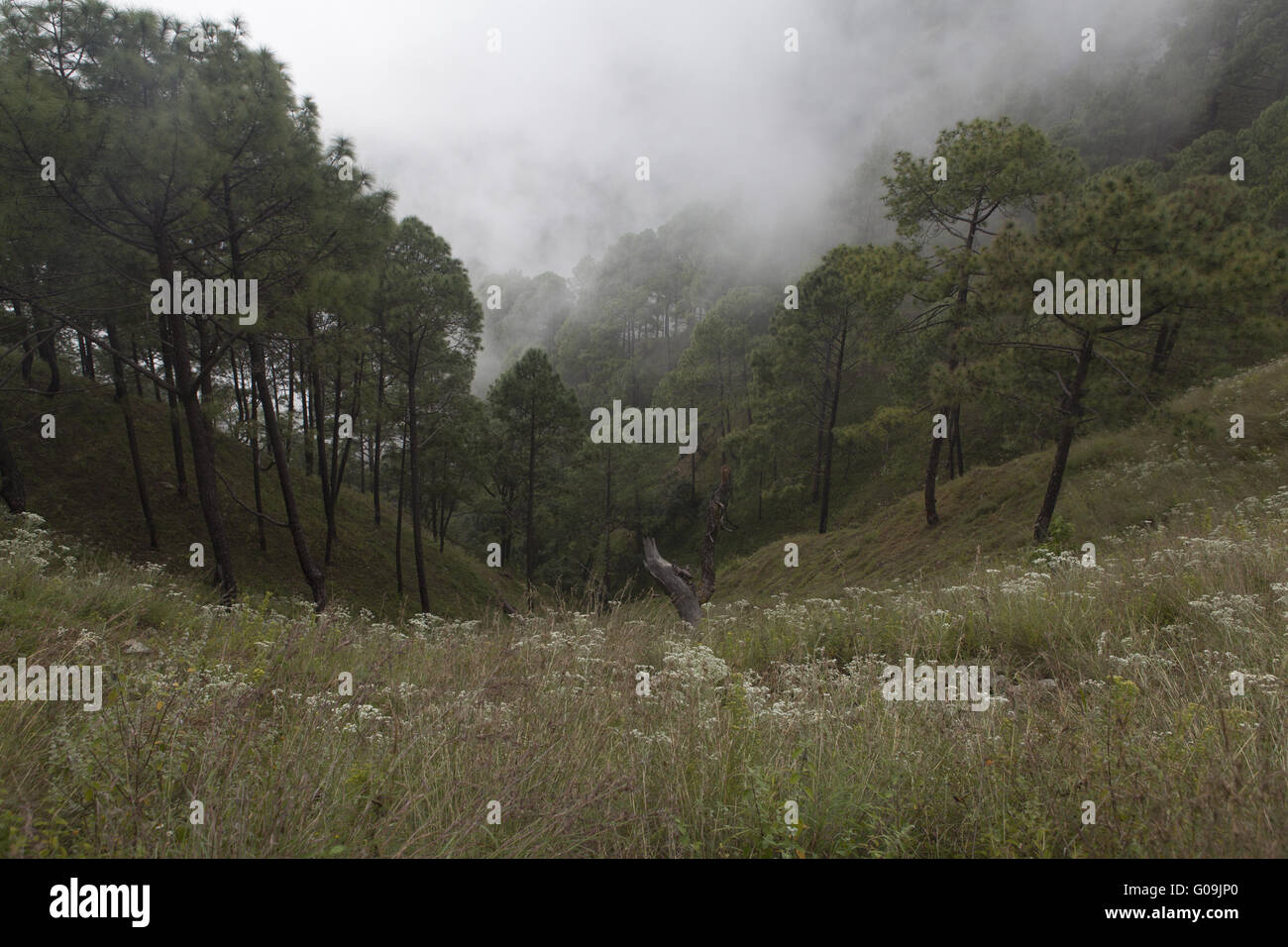 Himalaya landscape near Kausani, north india Stock Photo