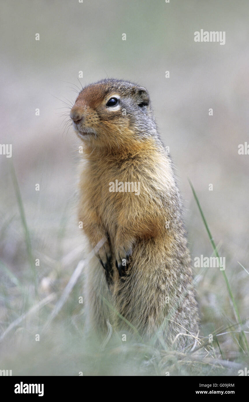 Columbian Ground Squirrel standing alert upright Stock Photo