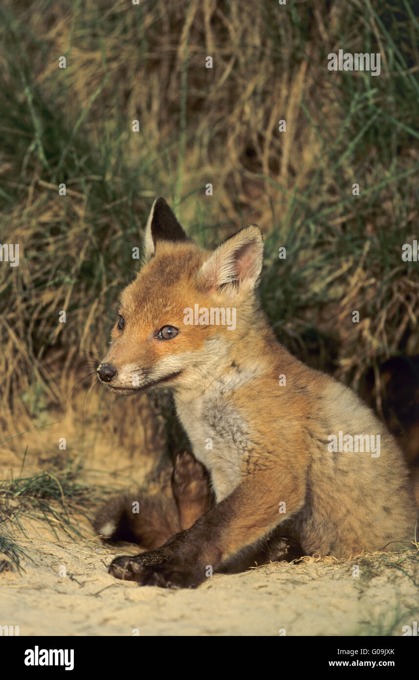 Fox´s den hi-res stock photography and images - Alamy