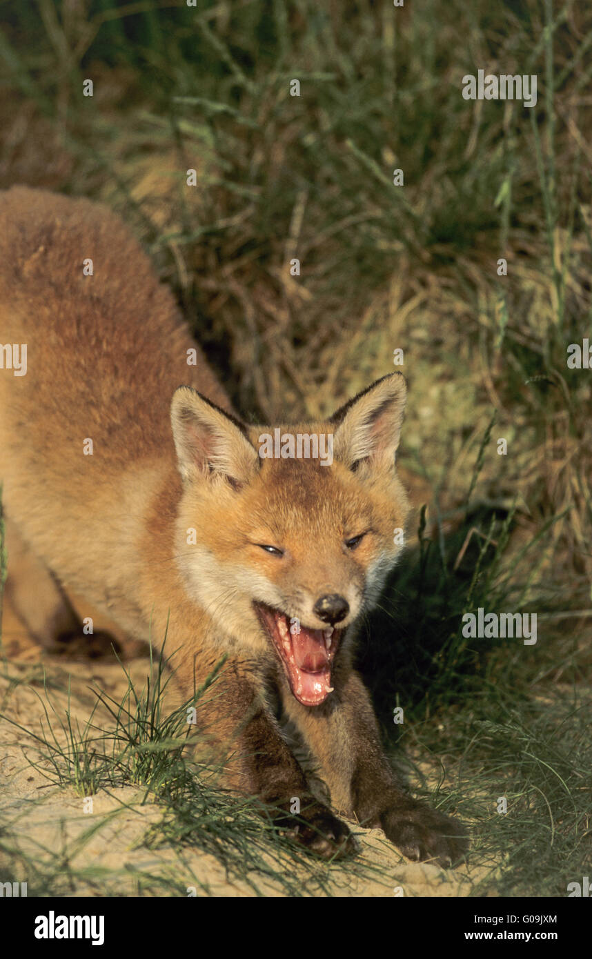 Red Fox kit stretching his back and yawn Stock Photo