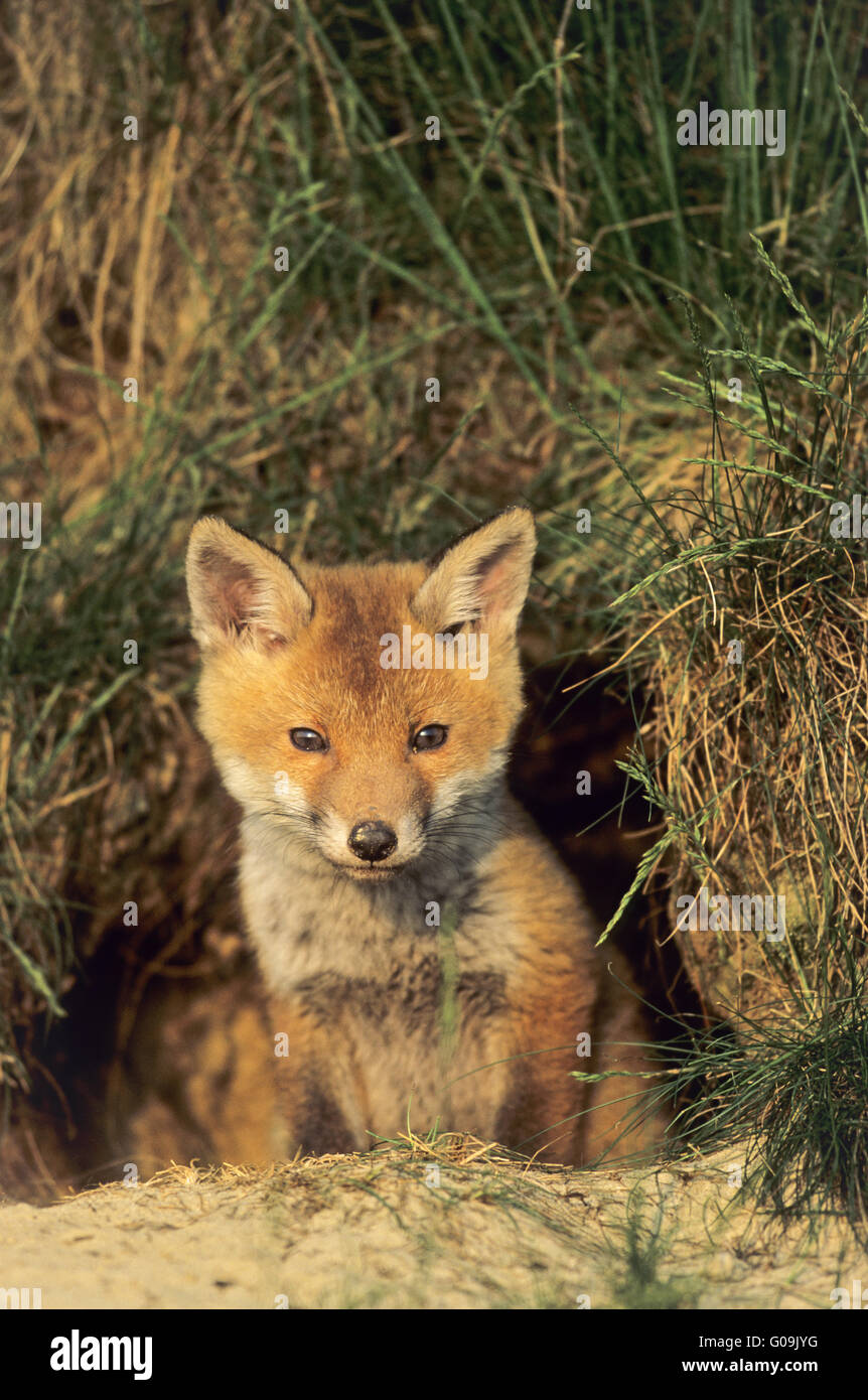 Red Fox Kits Emerging From Den Growing New Coat