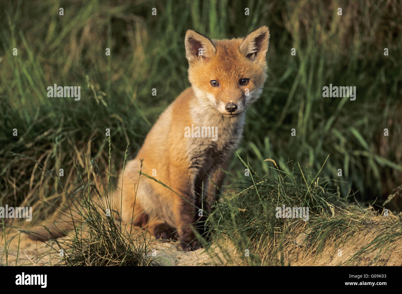 Fox´s burrow hires stock photography and images Alamy