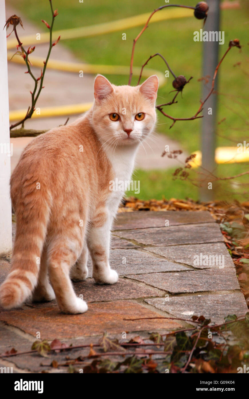 A cat in the garden Stock Photo - Alamy