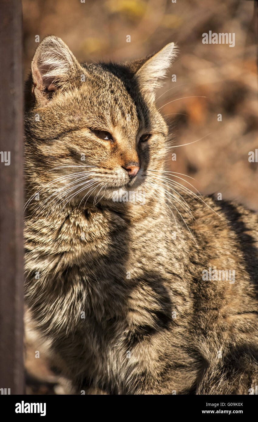 Tabby alley cat behind old iron garden fence Stock Photo - Alamy