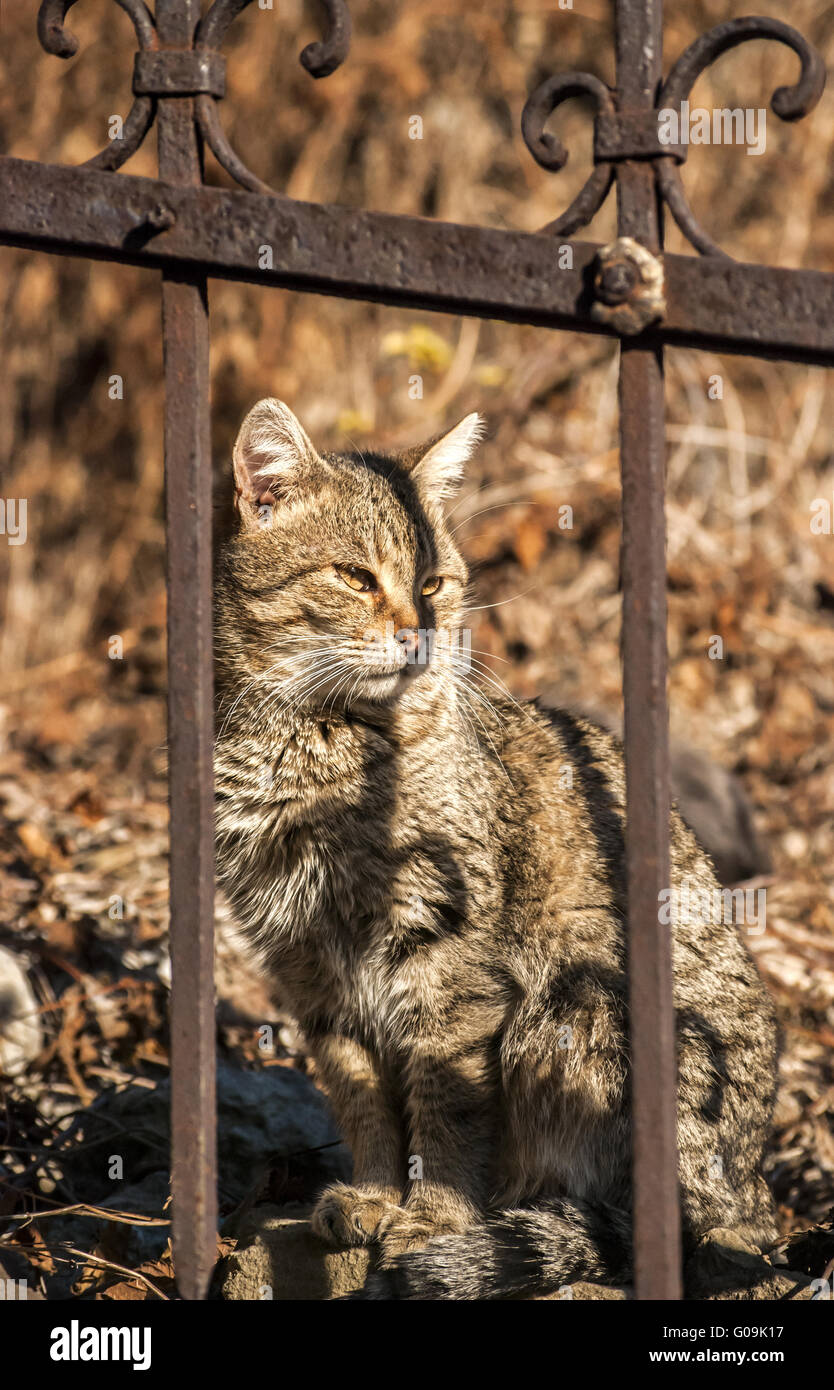 Tabby alley cat behind old iron garden fence Stock Photo - Alamy