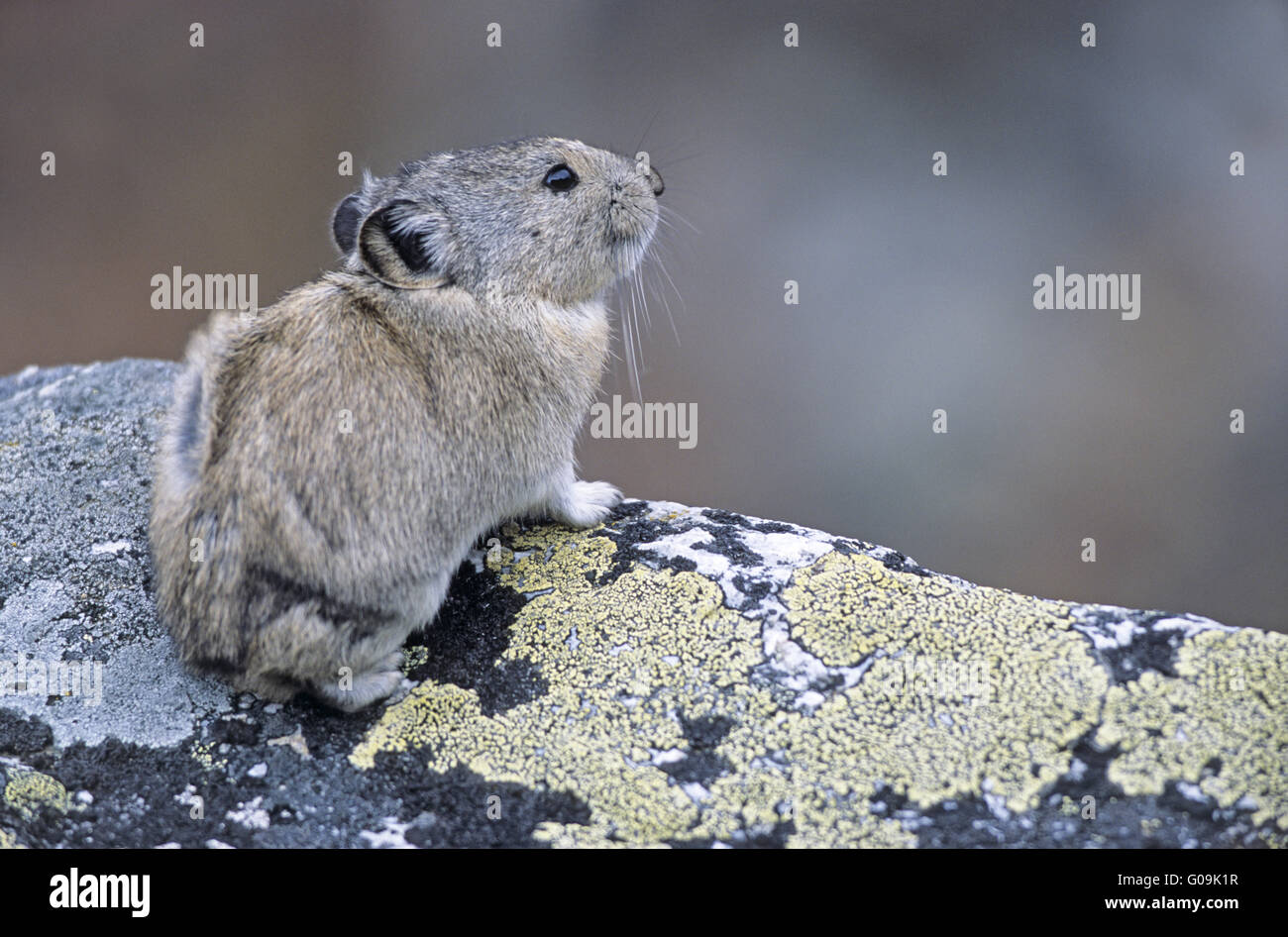 Collared Pika sitting on a rock and keeps lookout Stock Photo