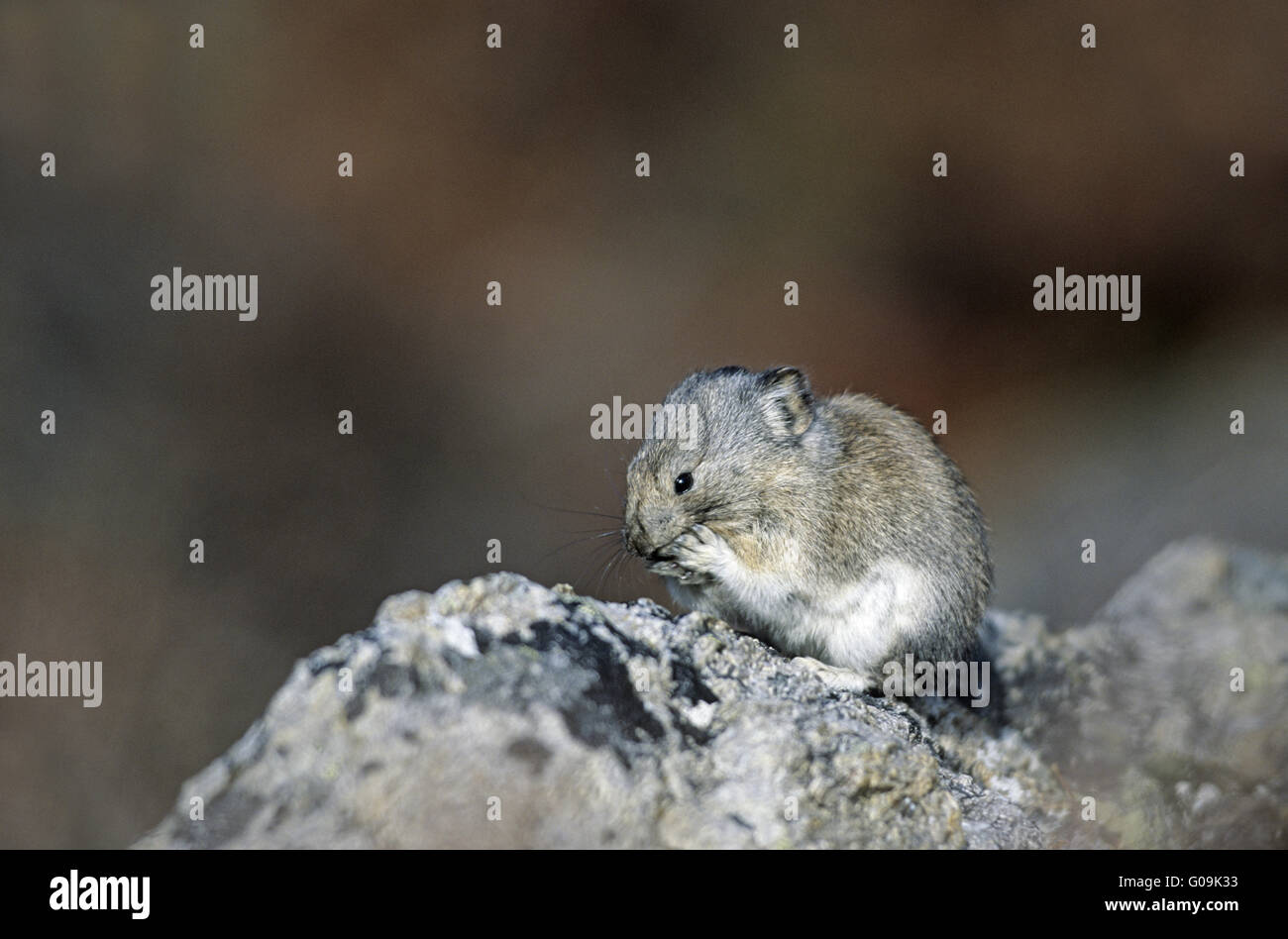 Collared Pika sitting on a rock and cleans itself Stock Photo