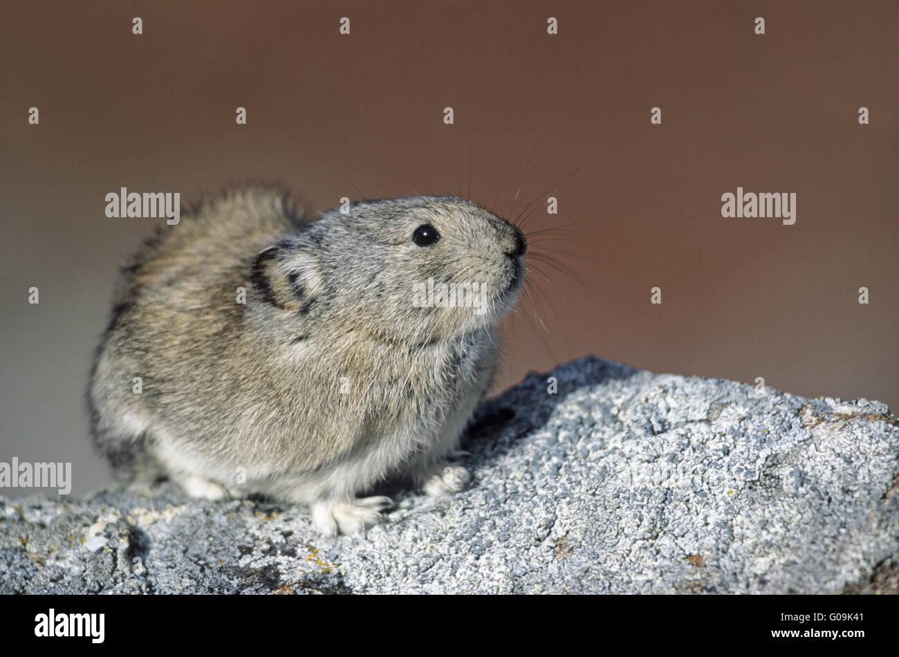 Collared Pika sitting alert on a rock Stock Photo