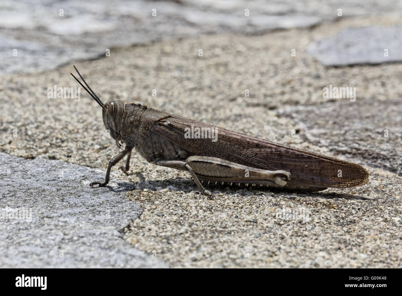 Anacridium aegypticum, Egyptian Locust Grasshopper Stock Photo