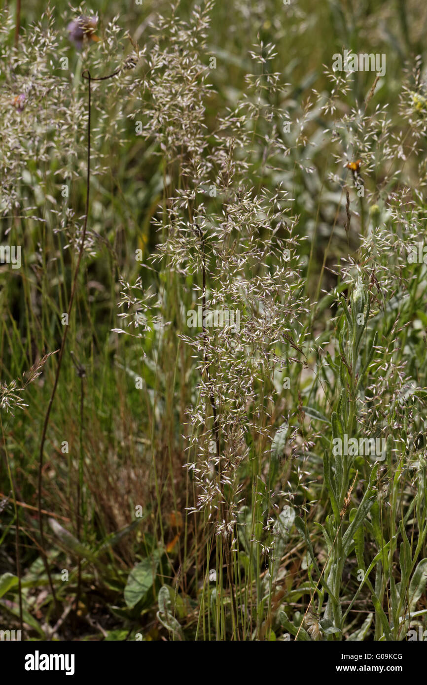 Corynephorus canescens, Grey hairgrass, hair grass Stock Photo