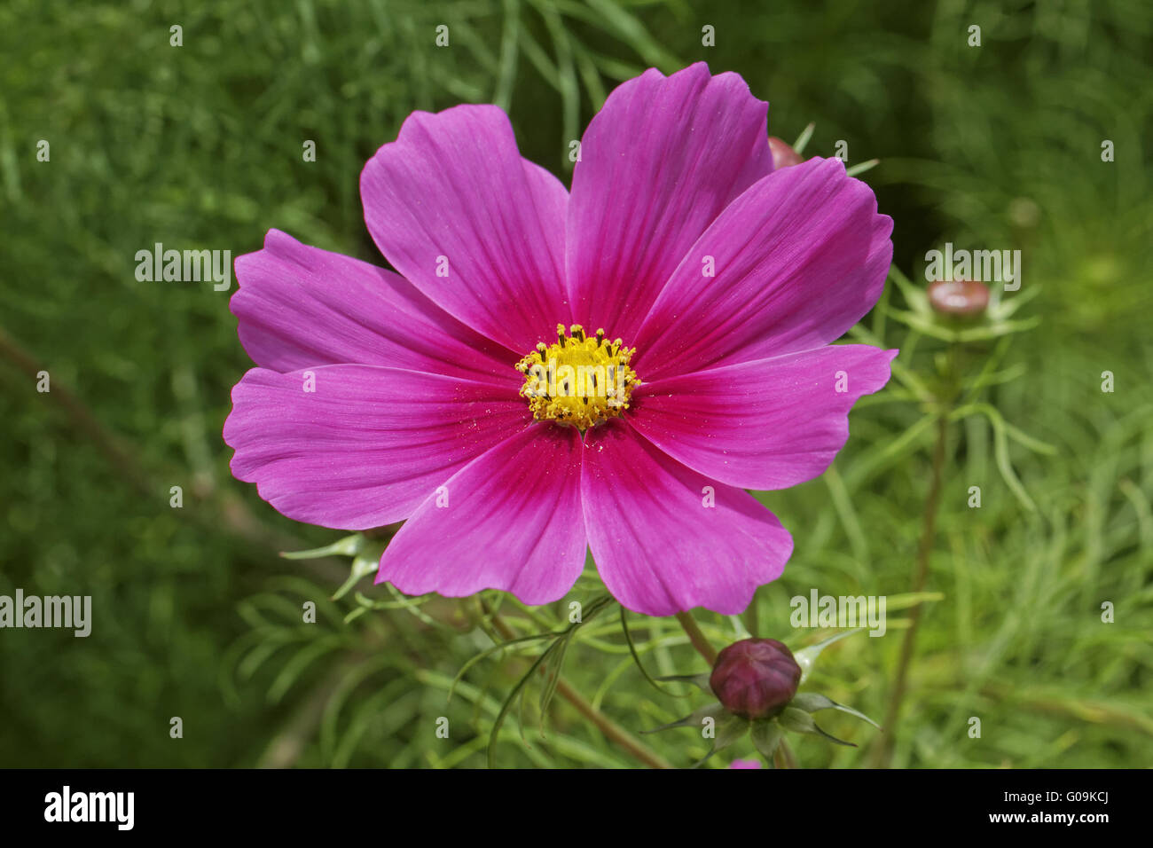Cosmos bipinnatus, Garden Cosmos, Mexican Aster Stock Photo