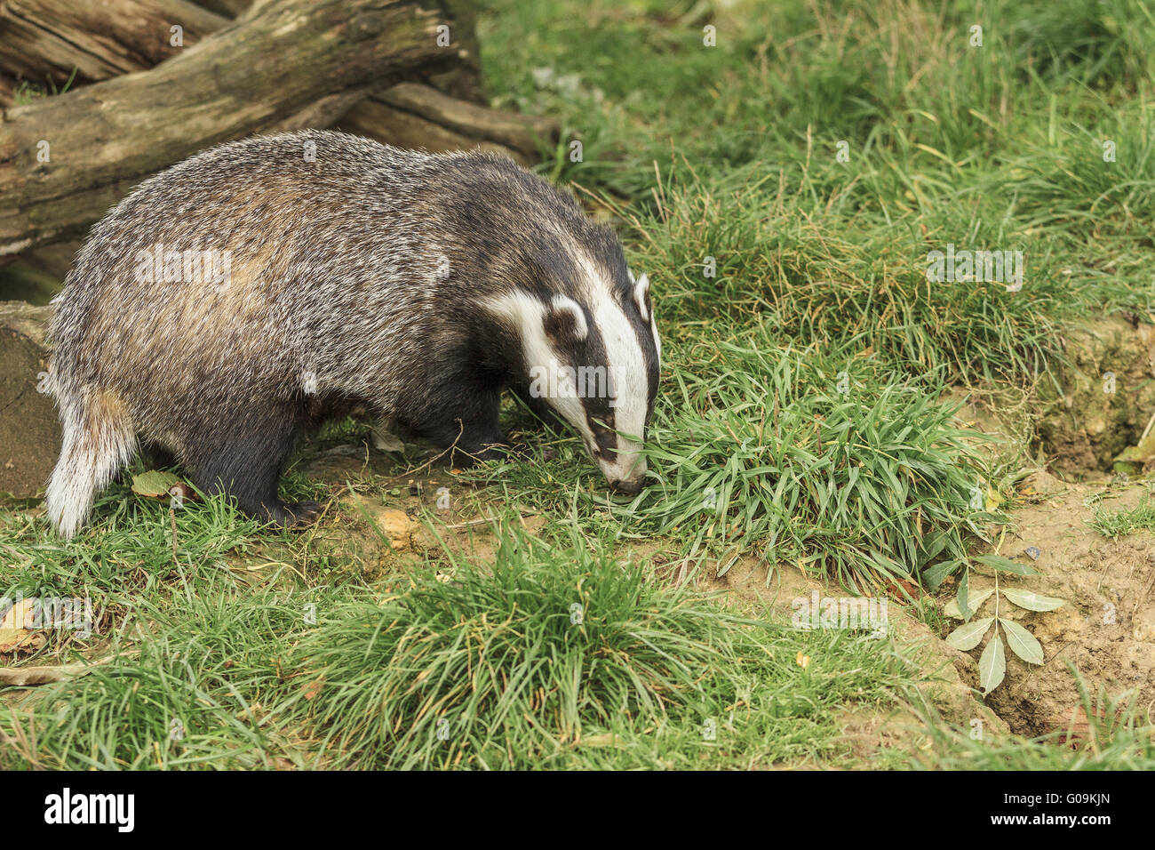 Badger (Meles meles) In His Digging Area Berkshire Stock Photo