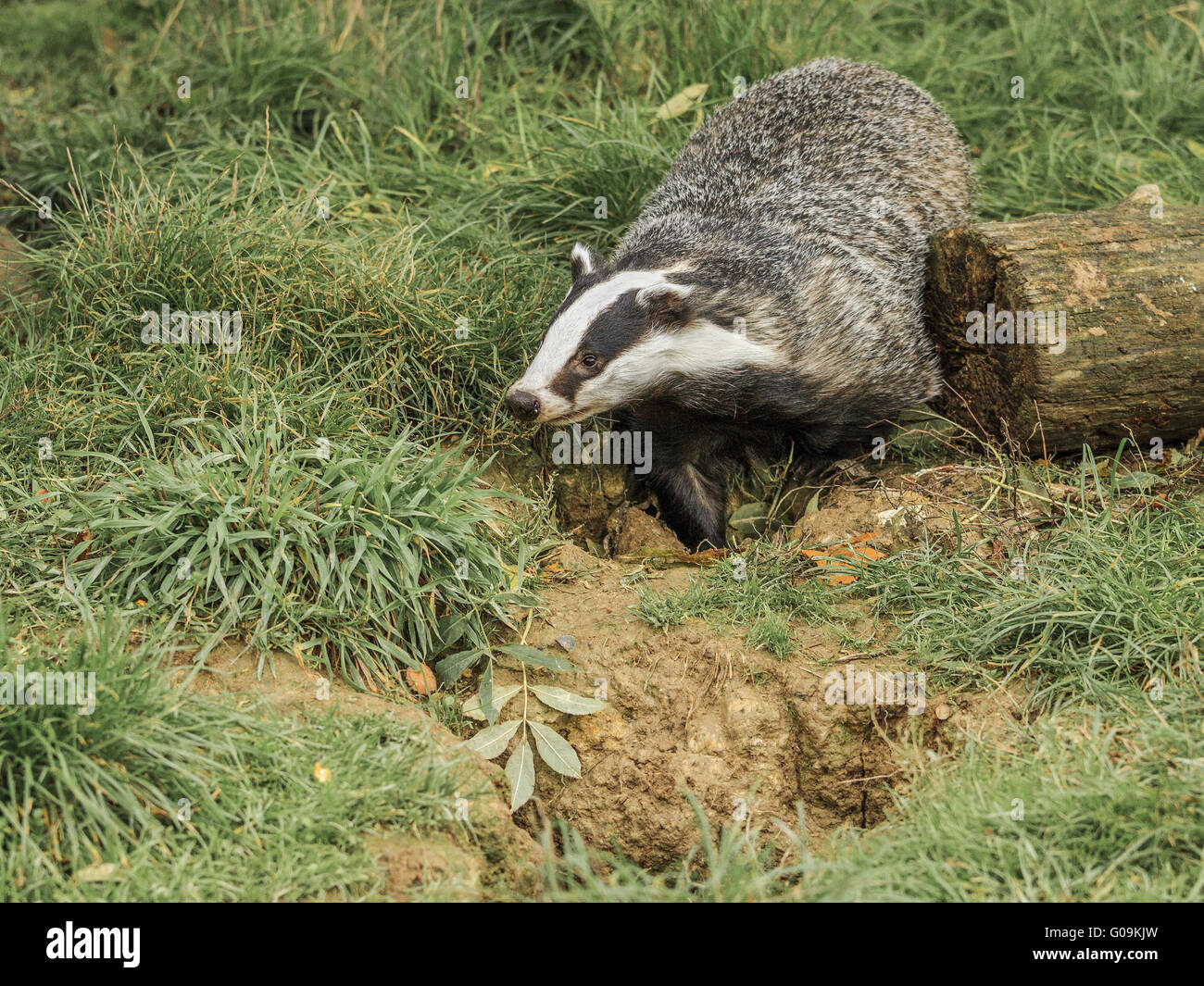 Badger (Meles meles) In His Digging Area Berkshire Stock Photo
