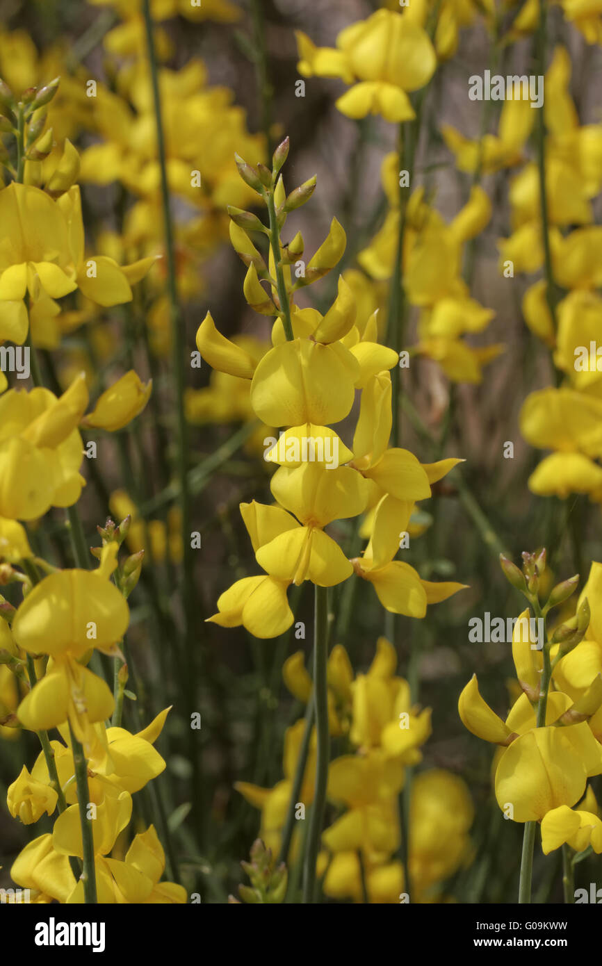 Spartium junceum, Spanish broom, Weavers broom Stock Photo Alamy