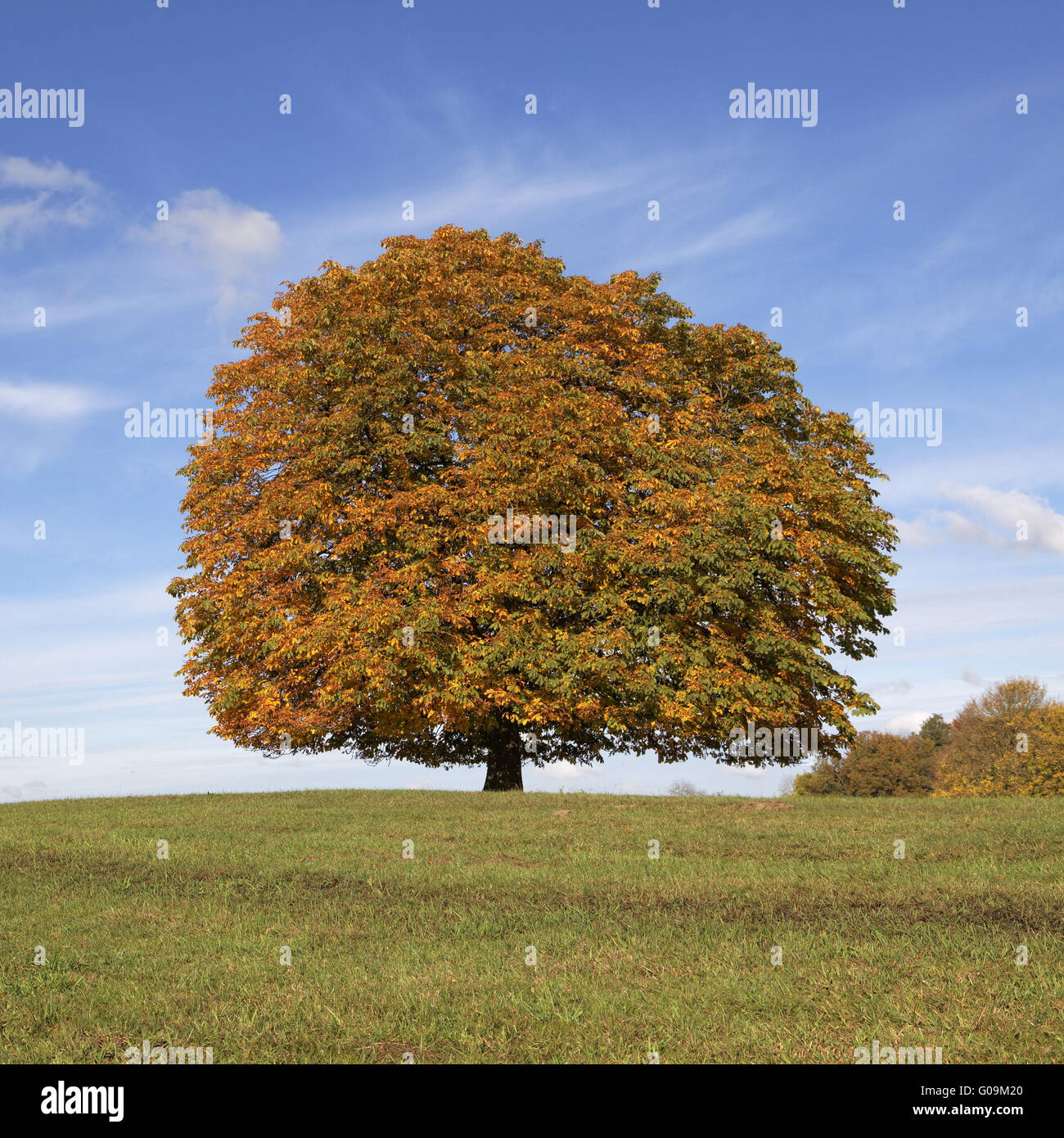 Cherry tree and chestnut tree in autumn, Germany Stock Photo