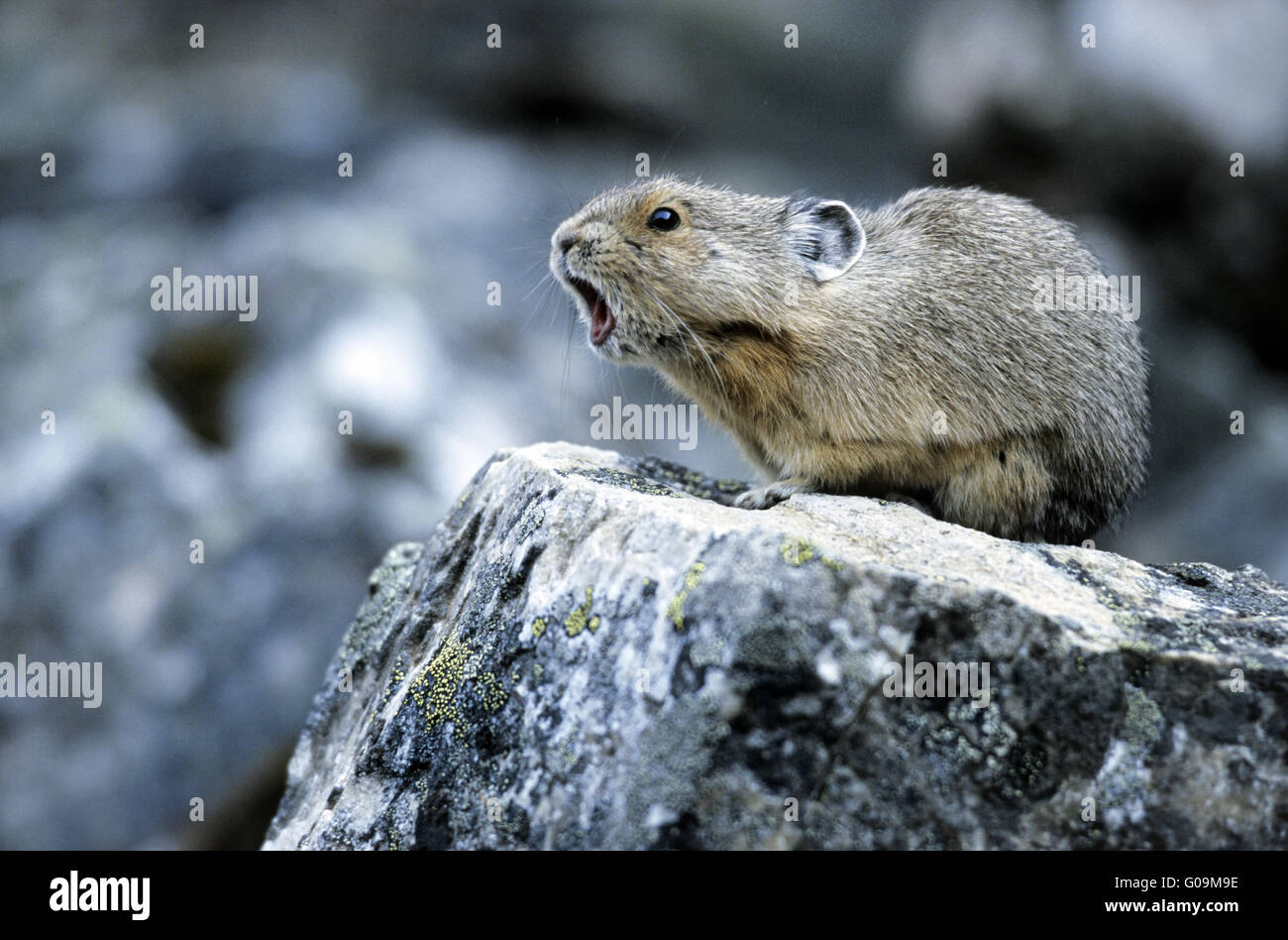 American Pika warning conspecifics by whistling Stock Photo
