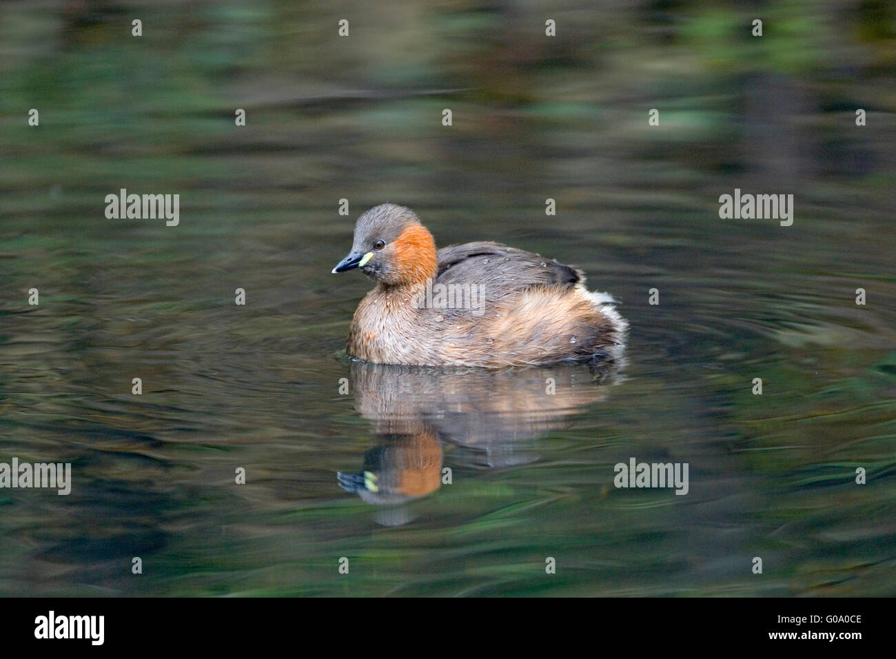 Little Grebe Tachybaptus ruficollis in autumn on Cromford canal Derbyshire Stock Photo