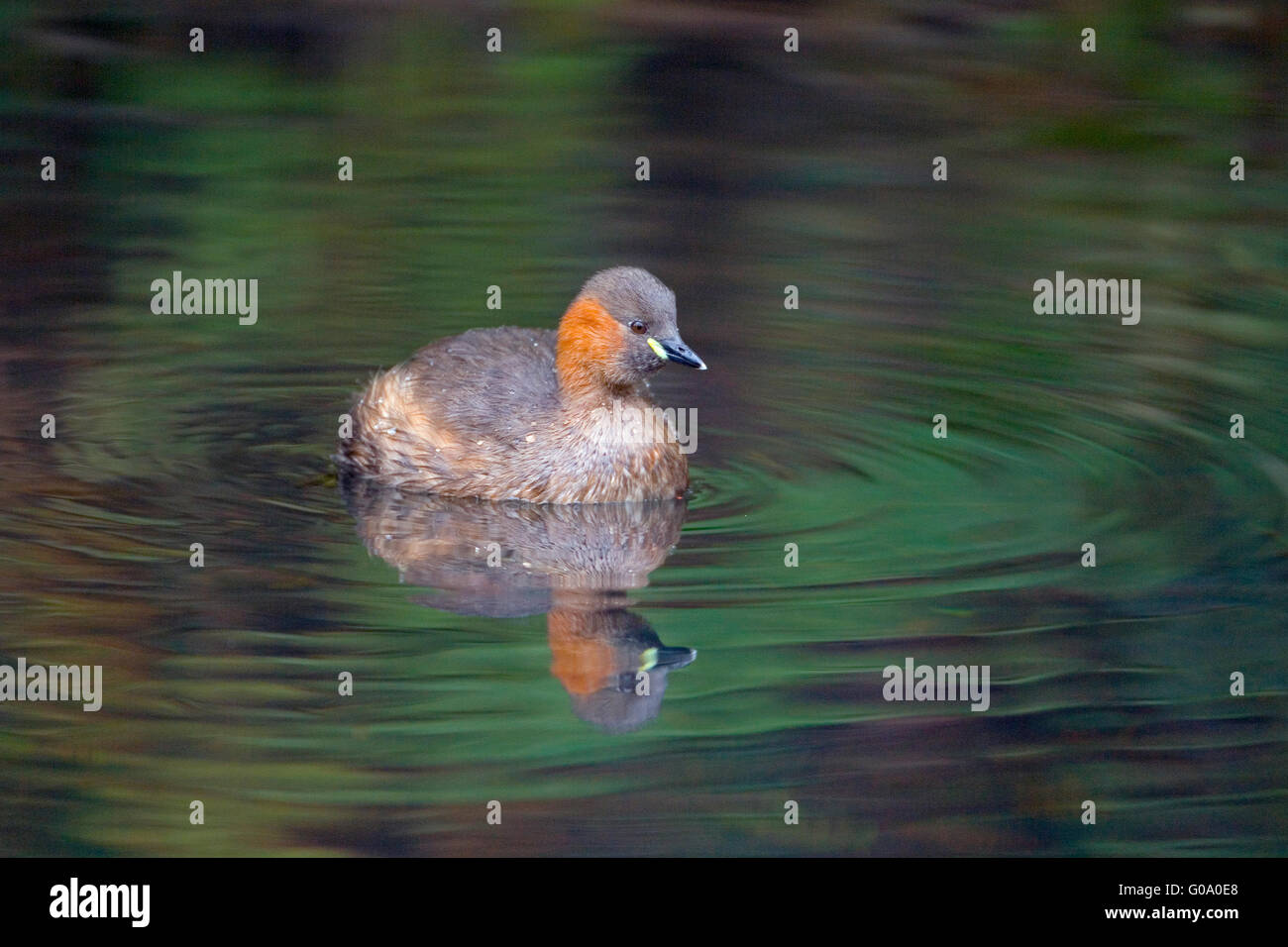 Little Grebe Tachybaptus ruficollis in autumn on Cromford canal Derbyshire Stock Photo