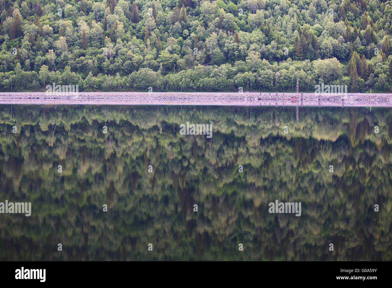 Mountain forest with reflection in water of Hardanger fjord, Norway Stock Photo