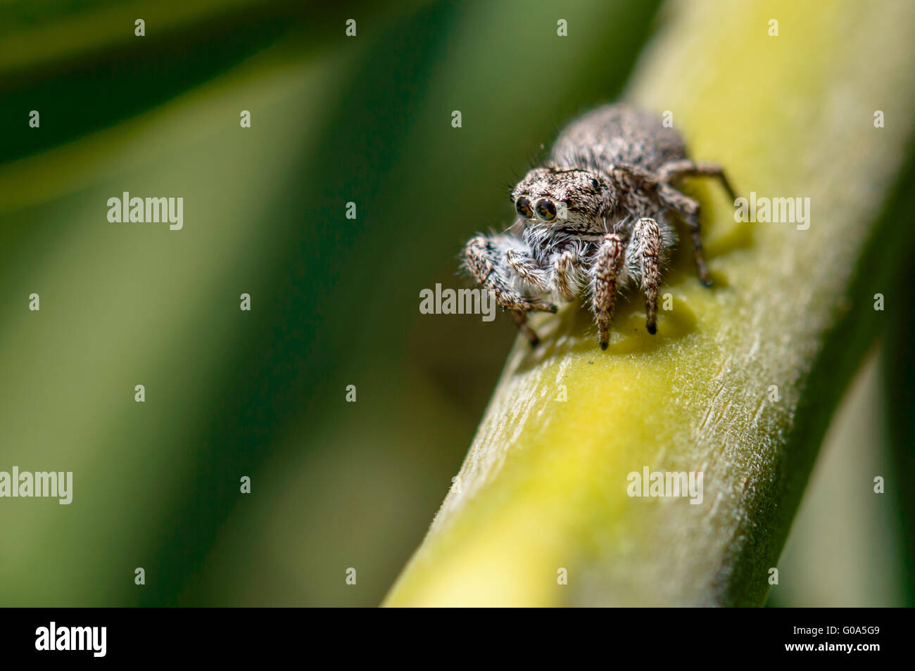 A Habronattus jumping spider shot on a plant outside of Fox studios, Baja California, Mexico. Stock Photo