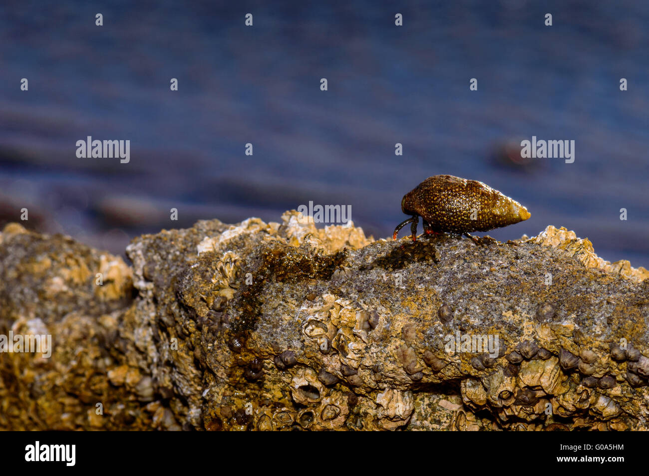 A hermit crab walks along the rocks on the shore of the Gulf of California. Stock Photo