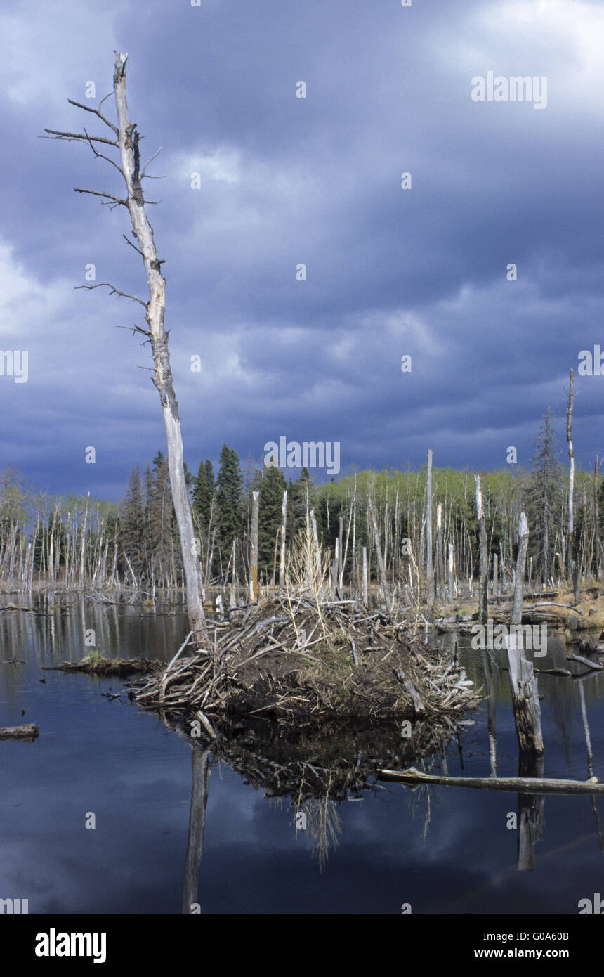 The beaver lodge of a North American Beaver Stock Photo