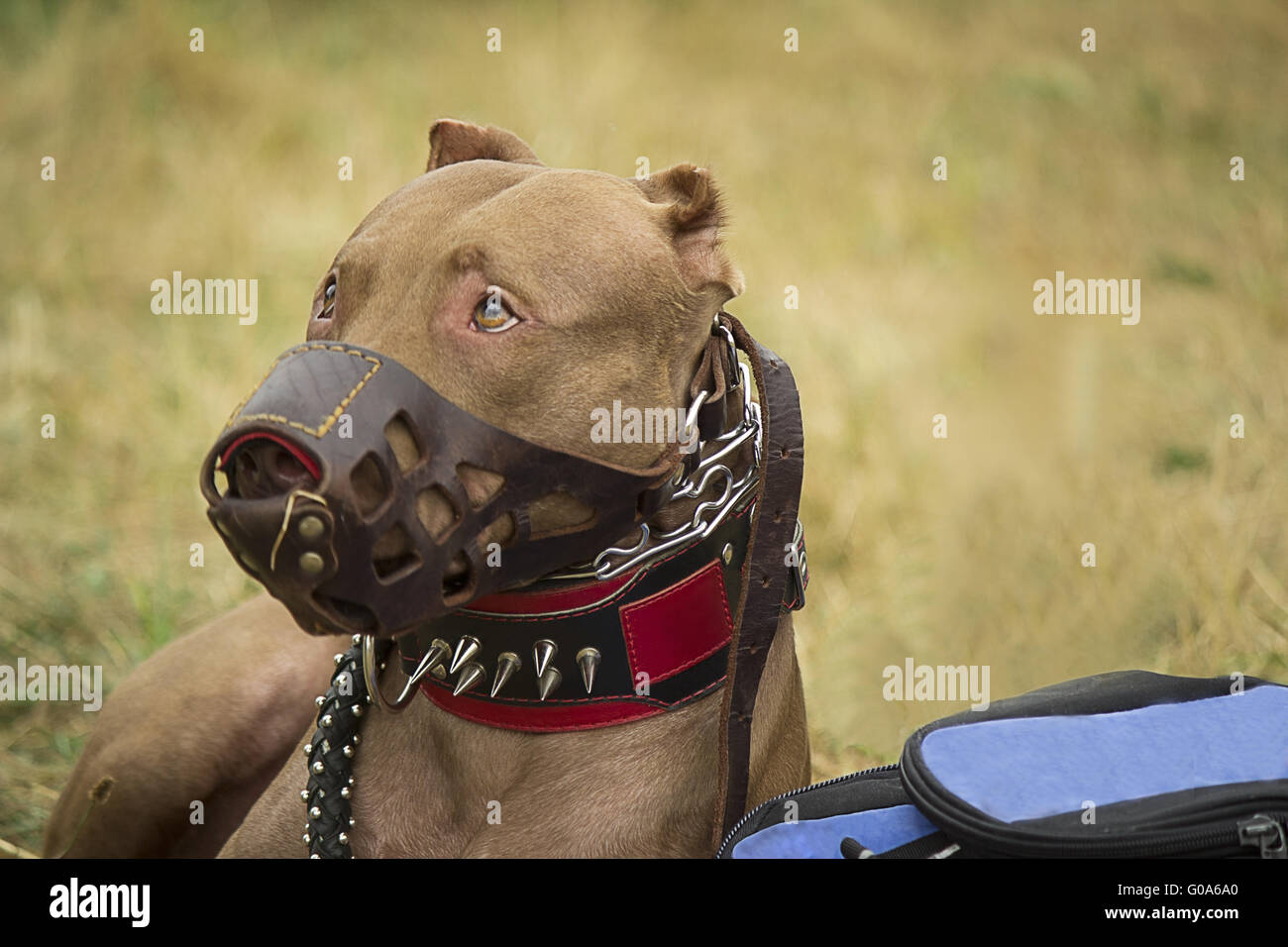 Large pedigreed dog guarding the things of the own Stock Photo